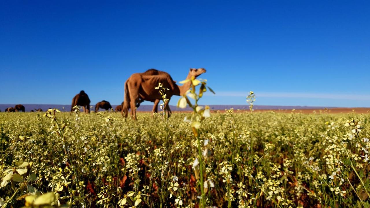 Hotel Sahara Luxury Camp Vip Merzouga Zewnętrze zdjęcie